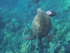 Haley gets very close to the turtles when she swims with them.