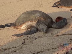 Amatoriale, Spiaggia, Pompino, Vestito, Lavoro di piedi, Sega, Punto di vista pov, Tette