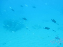 Kristina sees a lot of cool sea creatures during your dive in Hawaii