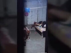 흑갈색 머리, 음경, 인도인, 젖가슴