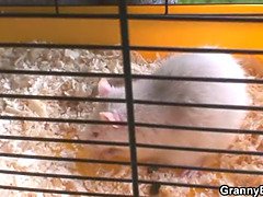 Cougar, Par, Bestemor, Moden, Realitet, Barbert