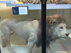 You visit the Natural History Museum in London with Emma