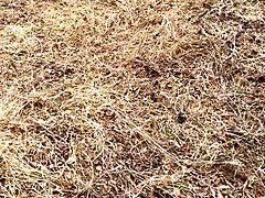 Χοντρή γυναίκα, Μεγάλος κώλος, Μεγάλα βυζιά, Πούτσος, Χοντρός, Ηδ, Εκτός, Ρουφώντας