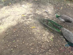 Amatőr, Ujjazás, Kivillanó idomok, Nagylány, Maszti, Szabadban, Nézőpont, Nyilvános