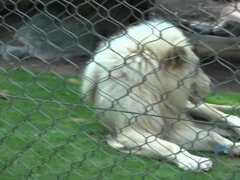 Amatéri, Kuřba, Creampie, Priateľka, Drobunké, Z pohľadu účastníka, Vychudnutá, Kozičky