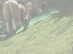 Culo, Bionda, Brunetta, Lesbica, Figa, Tette, Giochi, D'annata