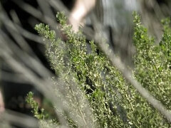 Isot tissit, Blondi, Ruskeahiuksinen, Luonnolliset tissit