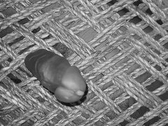 Corrida, Corridas, Fetiche, Casero, Indio, Masturbación, Solo