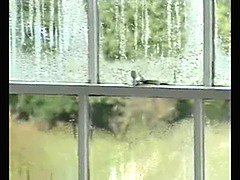 Testes gyönyörű hölgy, Kebles, Döci, Érett koros, Érett feleség, Anyuci, Régebbi évjáratú pornó, Nedves