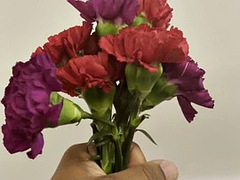 Velké péro, Velké kozy, Černé, Kuřba, Ebenové