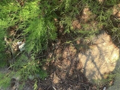 Amatéri, Kúpeľňa, Auto, Honění, Pissing, Sólo, Španielskej