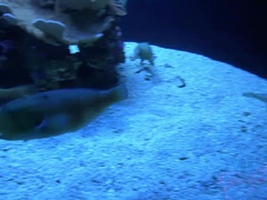 Bad, Strand, Kjole, Fotjobb, Kjæreste, Runke, Hovne nippler, Røyker