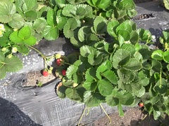 Любители, Брюнетки, Подружка, Крошечные, Пирсинг, От первого лица, Тощие, Сиськи