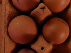 素人, ドイツ人, 一人