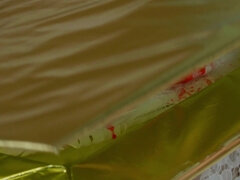 Kont, Zwart, Erotisch, Lesbisch, Likken, Natuurlijke tieten, Kut duiken, Tieten likken