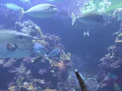 You take Jane out to the aquarium, and then creampie her.