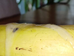 Wytrysk, Gej, Niemiecki, Obciąganie, Domowej roboty, Masturbacja, Penis, Rzeczywistość