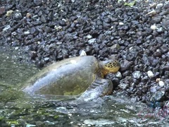 Enthousiasteling, Strand, Blond, Vriendin, Naakt, Buiten, Klein, Gezichtspunt