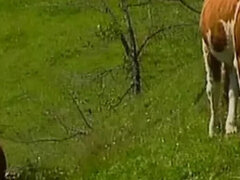 素人, フェラチオ, ハードコア, オージー, アウトドア, ヤリマン, フェラする, ヤリマンの