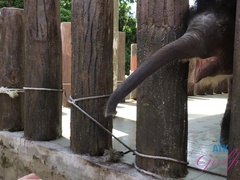 Amateur, Brunette brune, Petite amie, Chatte, Nénés