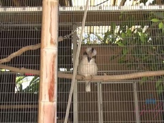 Leie, Bikini, Freundin, Pov, Muschi, Rasiert, Dürr, Titten