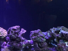 Amatør, Strand, Brunette, Udendørs, Pov, Offentlig, Fisse, Bryster