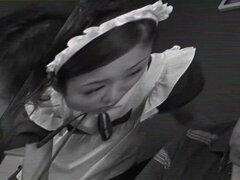 Kuřba, Honění, Japonské, Na veřejnosti