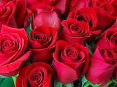 Anaali, Perseestä suuhun, Iso perse, Suihinotto, Intialainen, Äiti jota haluaisin panna, Äiti, Äitipuoli