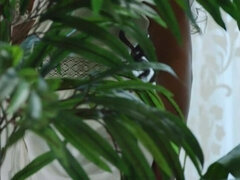 Bakom scenen, Brunett, Klänning, Klackar, Onani, Kjol, Solo, Tuttar