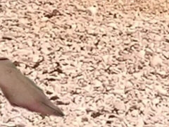 Oral on the Coral Beach with Garabas and Olpr