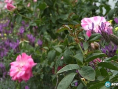 素人, 茶髪の, Hd, オナニー, 一人, ティーン, オッパイの