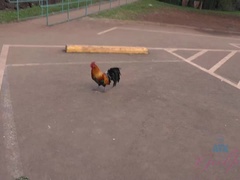 Amatoriale, Spiaggia, Toccando, Fidanzata, Punto di vista pov, Pubblico