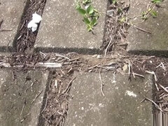 アジア人, Hd, 日本人, レズビアン