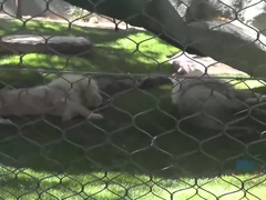 素人, デカ尻, 茶髪の, Hd, 下着, ハメ撮り, シャワー, 喫煙