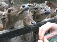 오랄섹스, 흑갈색 머리, 머리카락이 많은, 피어싱, 부어있는 듯한 젖꼭지, 스모킹, 젖가슴, 바이브레이터