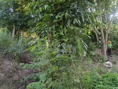 18, デカ尻, デカパイ, 女, 女 人男 人, メキシコ人, オーガズム, 三人
