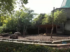 Amatoriale, Tette grandi, Pompino, Piedi, Lavoro di piedi, Fidanzata, Occhiali, Sega