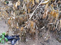 Amatör, Svart, Utomhus, Kissar, Pov, Solo