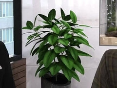 My Stepbrother's Wife #34 John Was Staring at Katherine's Boobs and Got Caught