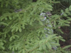 Čierne, Prichytení, Podvádzanie, Creampie, Na psíka, Medzirasové, Bozkávanie, Nohavičky