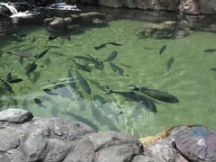 Amateur, Cul, Bikini, Petite amie, Fille latino, Pov, Chatte, Fumer