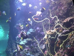 Amatoriale, Bikini, Fidanzata, Masturbazione, Olio, Punto di vista pov, Magra, Vibratore