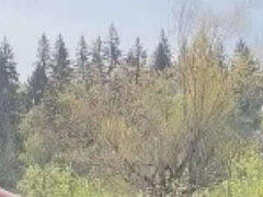 Amateur, Gorda, Culo grande, Pareja, Corrida, Ébano, Gorda, Lamidas