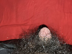 Enthousiasteling, Harig, Indonesisch, Alleen