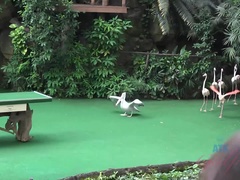 Минет, Дрочка ногами, Подружка, Волосатые, Мастурбация, Пирсинг, От первого лица, Сиськи