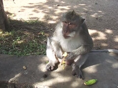 Amatorka, Duży tyłek, Brunetka, Zwariowany, Słodka, Erotyczny, Hd, Sutki