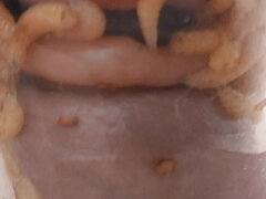 Pain cbt insertion bdsm pervers futter für maggots