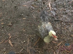 Amatør, Kukk suging, Kjæreste, Petite, Synsvinkel, Fitte, Barbert, Tenåring