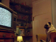 Tekintélyes didik, Cumizás, Gesztenyebarna, Kézimunka, Pornósztárok, Nézőpont