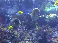 Cumizás, Gesztenyebarna, Nagylány, Szabadban, Nézőpont, Nuni, Dohányzás, Kukkoló